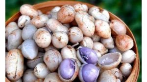 Asal Usul Kacang “Istana” Yang Menjadi Salah Satu Produk Pertanian Khas Bogor