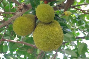 Manfaat Dari Buah Sukun (Artocarpus altilis) Yang Memiliki Tekstur Seperti Roti