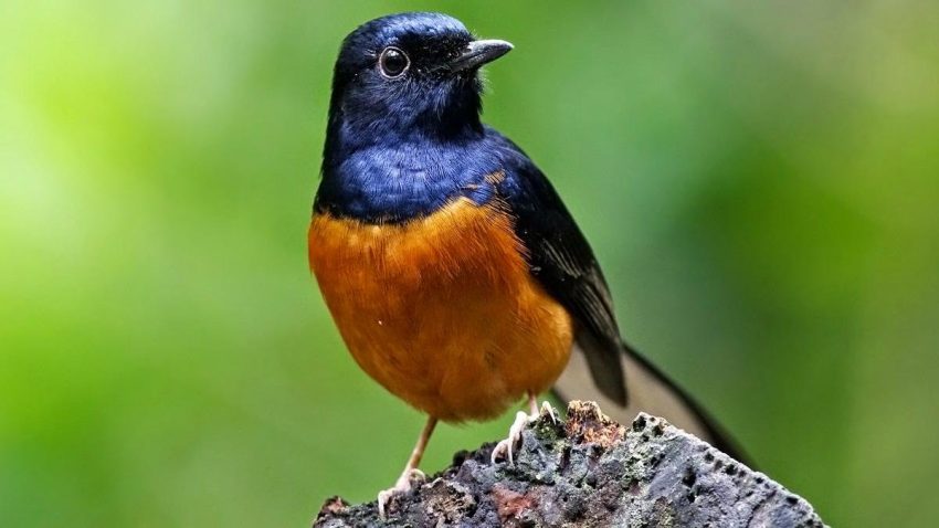 Mitos dan Fakta Seputar Burung Murai Batu