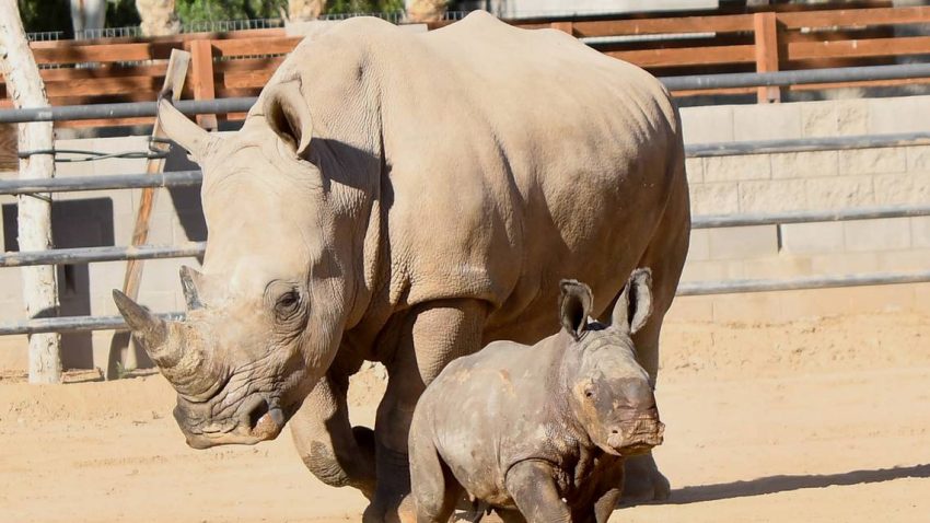 Bayi Badak Putih Lahir di Kebun Binatang San Diego Langkah Penting dalam Konservasi